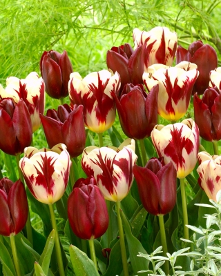 Set 2 sort tulipanov 'Grand Perfection' + 'National Velvet' - 50 kosov