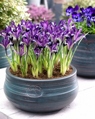 Iris cu plasă Spot On - Pachet mare! - 100 buc.; Iris auriat cu urzici