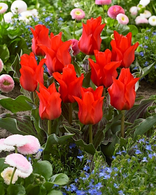 Tulipa Red Riding Hood - Tulpe Red Riding Hood - 5 Zwiebeln