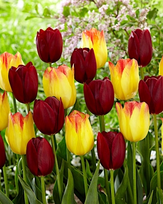 Sada 2 odrôd tulipánov 'Suncatcher' + 'National Velvet' - 50 ks