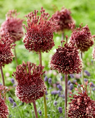 Ornamental onion Red Mohican - large package - 10 pcs