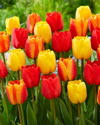 Apeldoorn '- gele en rode set van 3 tulpenvariëteiten - 45 st - 