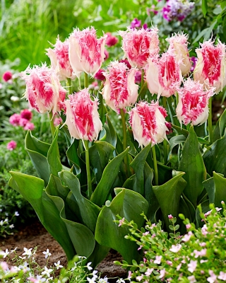 Tulip Drakensteyn - 5 pcs - 