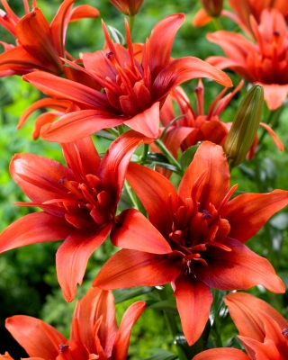 Lilijas Āzijas - Red Twin - Lilium Asiatic Red Twin