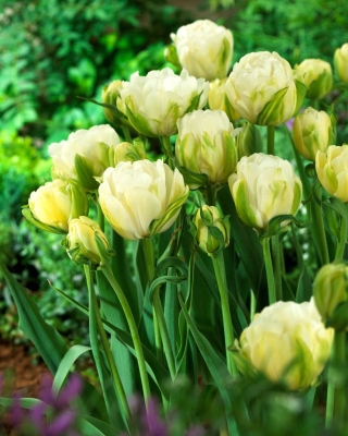 Tulipano 'Maureen Double' - confezione grande - 50 pz