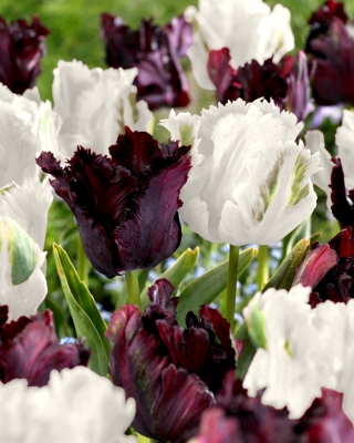 Papagáj tulipán 'Black &amp; White' - 2 féle készlet - 50 db.