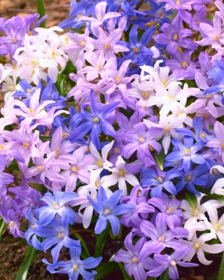 Bossier's glory-of-the-snowy - colour variety mix - 90 pcs; Lucille's glory-of-the-snow