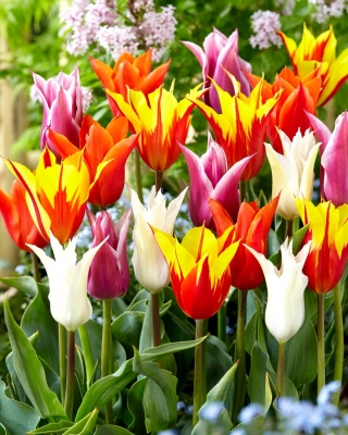 Tulpen mit Lilienblüten - Farbvariantenmischung - 60 Stk