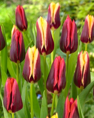 Sett med 2 tulipansorter 'Slava' + 'Gavota' - 50 stk