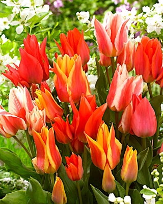 Canada mix - Juego de 3 variedades de tulipanes - 45 piezas