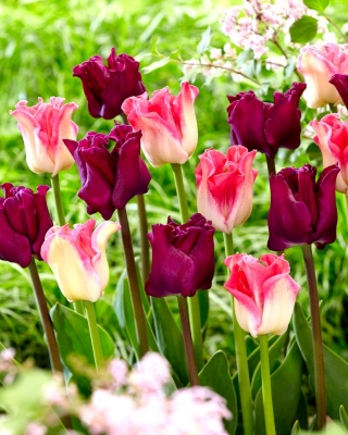 Sada 2 odrůd tulipánů 'Crown of Dynasty' + 'Negrete Crown' - 50 ks.