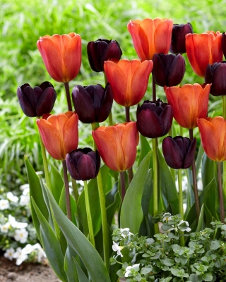 Conjunto de 2 variedades de tulipa 'Rainha da Noite' + 'Annie Schilder' - 50 unidades
