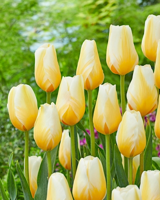 Tulipe 'Lemon Chiffon' - grand paquet - 50 pcs