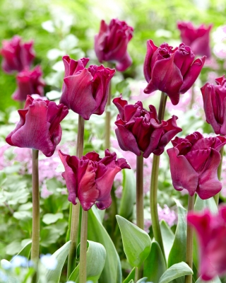 Tulipe Negrete Crown '- grand paquet - 50 pcs