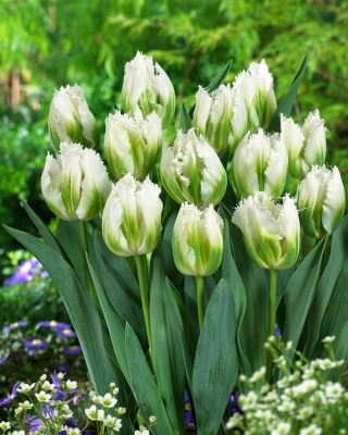 Tulip 'Snow Valley' - large package - 50 pcs