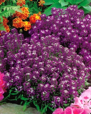 Сладък алисум - тъмно лилави цветя; сладка алисон - 