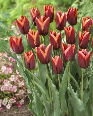 Tulip 'Slawa' - paquete grande - 50 piezas