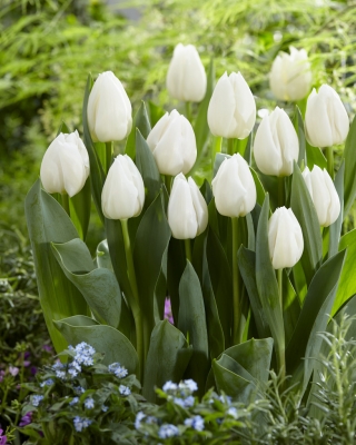 Tulipán 'Biely princ' - veľké balenie - 50 ks