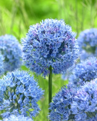 Cebola globo azul - pacote XXXL! - 250 pcs.; cebola ornamental azul, azul dos céus, alho de flor azul