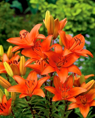 Asiatic lily - Orange - XXXL Pack! - 50 pcs