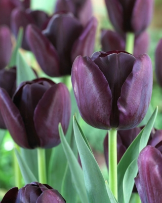 Tulip 'Queen of Night' - paquete grande - 50 piezas