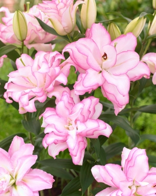 Kaksinkertainen itämainen lilja 'Roselily Anouska' - kaunis tuoksu! - 