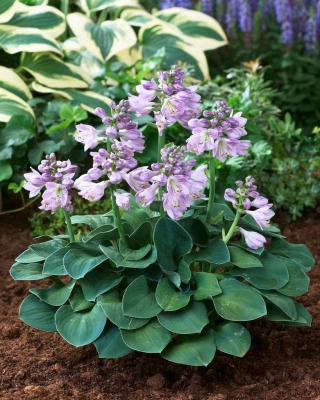 Hosta 'Blue Mouse Ears'; plantain lily