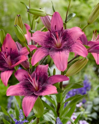 "Purple Dream" Asiatic lily - large package! - 10 bulbs