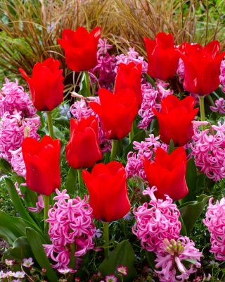 ดอกทิวลิปสีแดงและชุดผักตบชวาสีชมพู - 40 ชิ้น - 