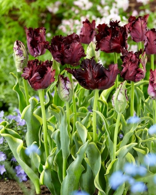 Tulipa 'Noite Congelada' - 50 bulbos