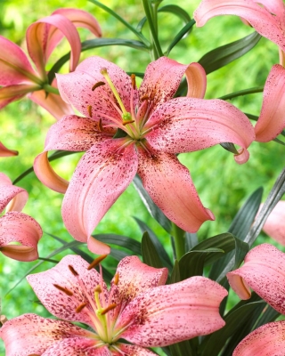 "Morpho Pink" asiatisk lilje