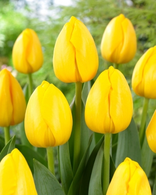 Tulipa 'New Sun' - 5 bulbos