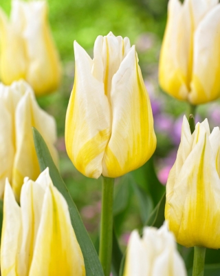 Tulpe "Flaming Agrass" - 5 Knollen