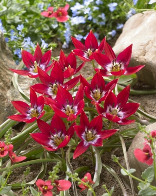 "Tiny Timo" tulip - 50 bulbs