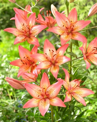 "Trogon" Asiatic lily