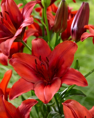 Asijská lilie „Red Highland“ - velké balení! - 10 cibulovin