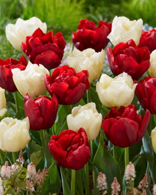 Tulip untuk bunga potong - Pilihan varietas dalam nuansa putih dan merah - 50 pcs - 