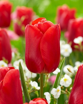 "Red Jimmy" tulip - 5 bulbs