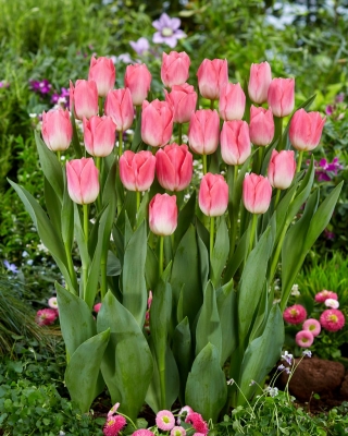 Tulipa 'Dinastia' - 5 bulbos