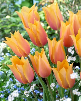 Tulipán "Blushing Lady" - 5 bulbos