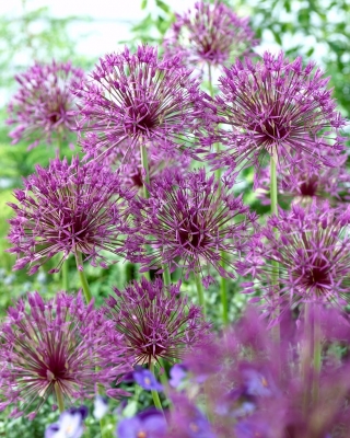 Cebolla ornamental "Purple Rain" - 3 bulbos