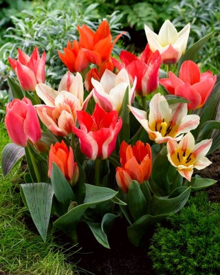 Greigii Mix - selection de tulipes basses - 5 bulbes