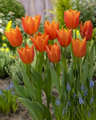 Tulipa 'Greetje Smit' - 5 bulbos