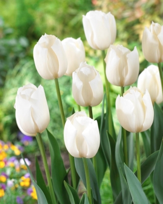 Fehér' tulipán - 5 hagymák