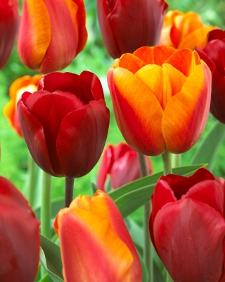 Набір тюльпанів - червоний і абрикос з жовтим краєм - 50 шт - 
