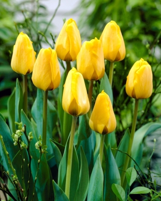 Tulipa 황금 Apeldoorn - 튤립 황금 Apeldoorn - 5 알뿌리 - Tulipa Golden Apeldoorn