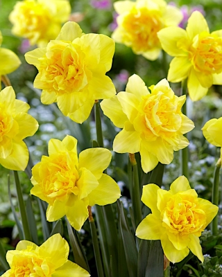 Narcissus Dick Wilden - Daffodil Dick Wilden - 5 หลอด