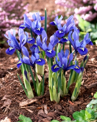Set 7 – Dwarf netted iris – 80 pcs; golden netted iris