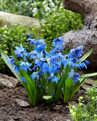 Siberian squill - stor pack! - 150 st; trä squill - 