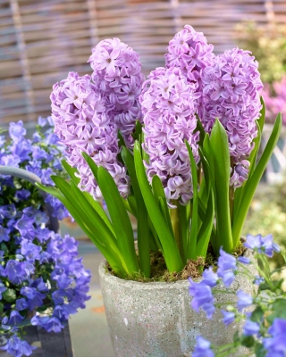 Hyacinthus - Splendid Cornelia - pakend 3 tk
